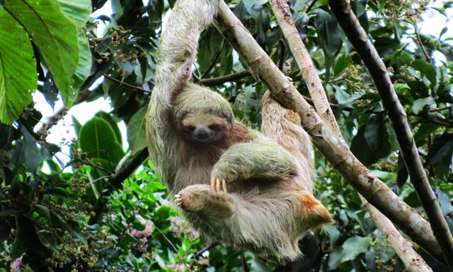 Sloth Spotting Costa Rica - A Family Friendly Hiking Tour