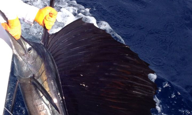 Marlin Mania Getaway - Ultimate Marlin Fishing Trip