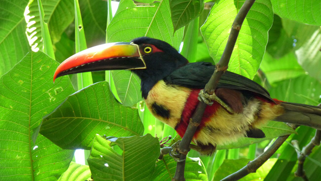 costa-rica-flora-and-fauna.JPG