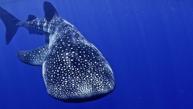 Costa Rica Destinations - Cocos Island