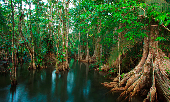 Guide to Osa Peninsula, Costa Rica