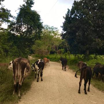 Traffic jam with cows on the countryside roads of Costa Rica