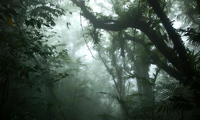 jurassic world forest