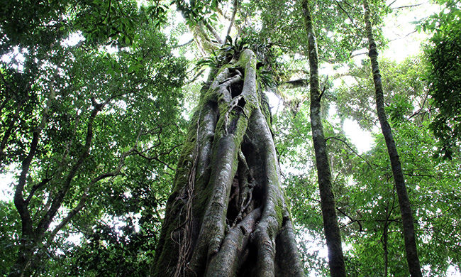 The Real Jurassic Park in Costa Rica