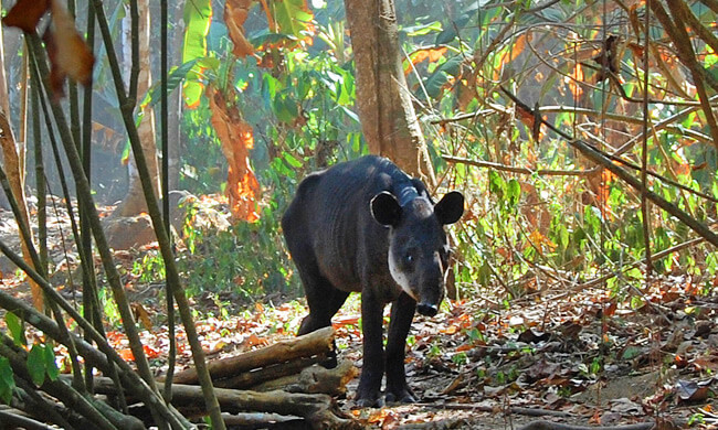 a-baby-tapir-in-the-rain-forest.jpg