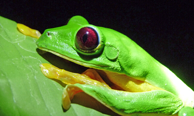 a-flying-tree-frog.jpg