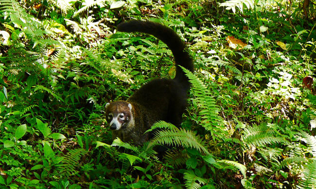 a-naughty-coati.jpg