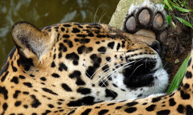 a-sleepy-jaguar.jpg