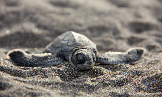 baby-turtle-in-tortuguero.jpg