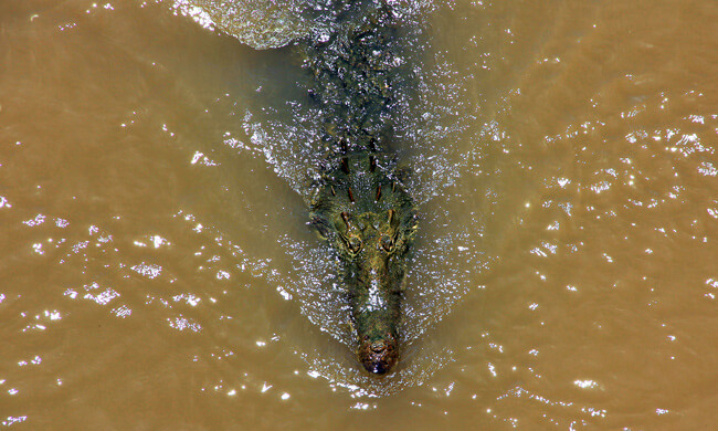 costa-rica-croc.jpg