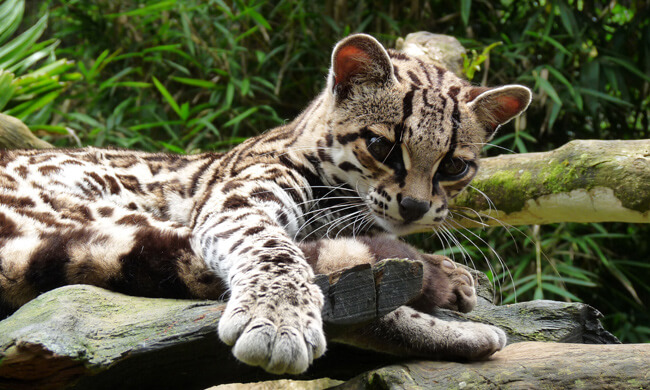 costa-rican-ocelot.jpg