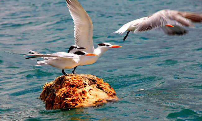 pacific-sea-birds-taking-flight.jpg