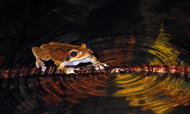 signing-masked-tree-frog.jpg