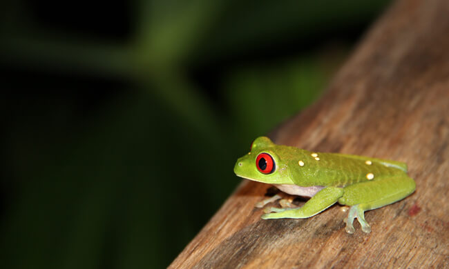 the-famous-red-eyed-tree-frog.jpg