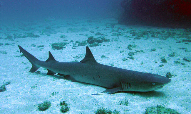 white-tip-reef-shark.jpg